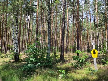 Wald im Bollwintal Foto: C. Barnick/ Michael Succow Stiftung