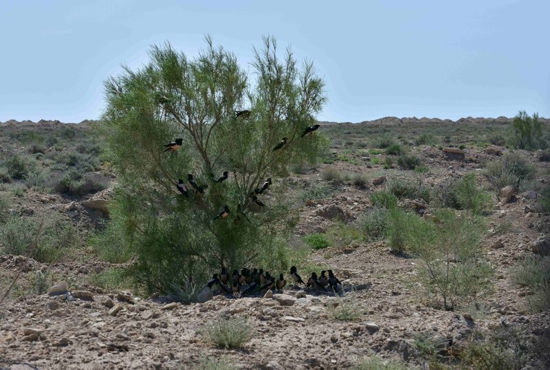 In der Wüste ist es nicht leicht, Schatten zu finden. Hier versteckt sich ein Schwarm an Rosenstaren im Halbschatten des Schwarzen Saxaul. Foto: M. Gritsina