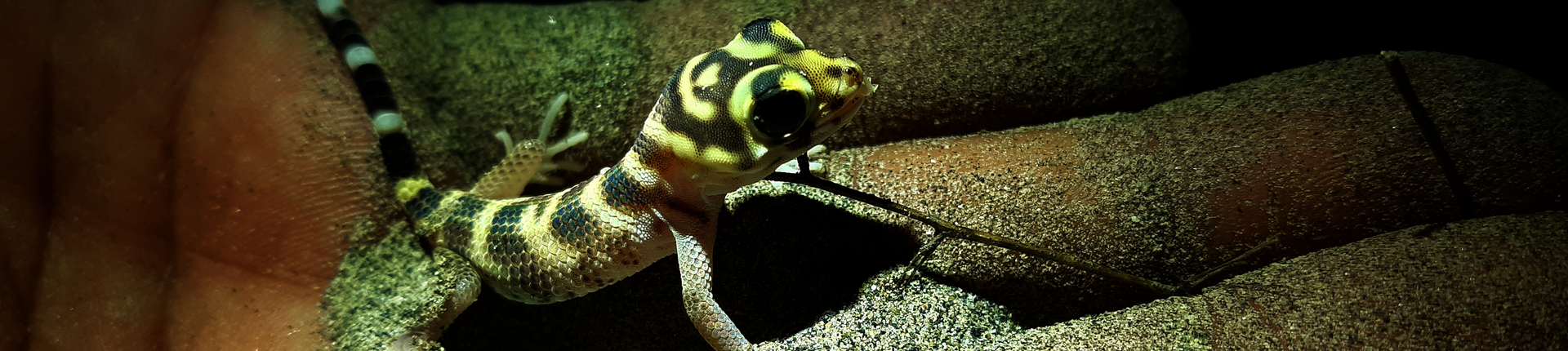 Rustamov Frog Eze Gecko Foto: Matluba Mustaeva