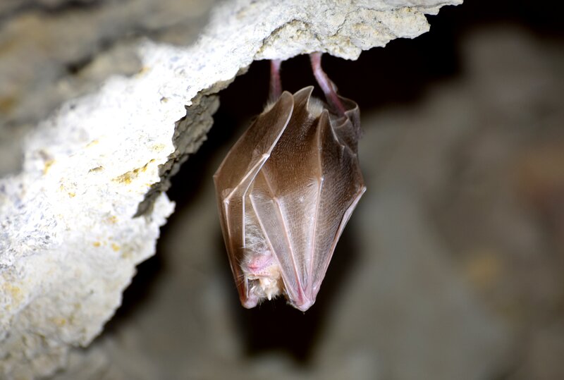 Bats habitats in carstic caves Photo: M. Gritsina