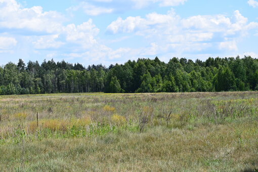 Peatland in the Zhytomyr region, Ukraine. Photo: Olga Denyshchyk / Michael Succow Foundation