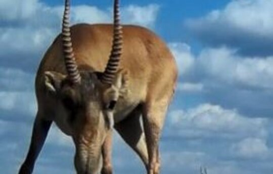 Saiga-Antilope in der „Kamerafalle" (c) Saiga News