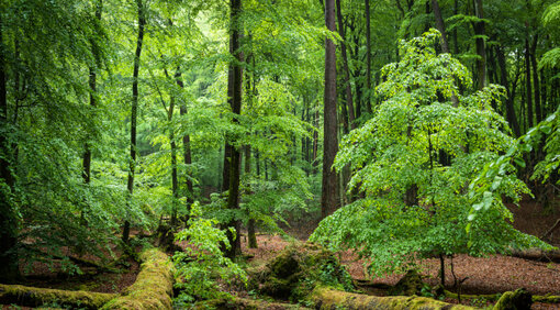 Serrahn Foto: Stefan Schwill