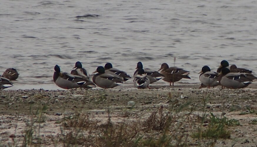 Enten auf dem Koos Foto: Johanna Weisgerber