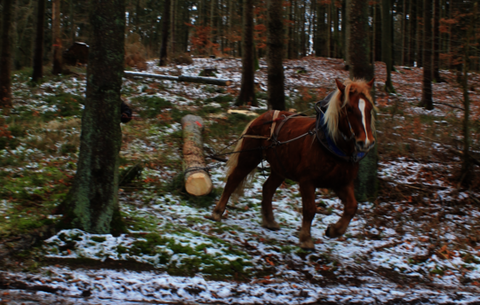 Baumabtransport mit Pferden auf der Stiftungsfläche im Wasdower Wald (c) Luise Rothe