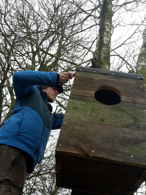 Brutkastenkontrolle Foto: Naturschutzstation Insel Koos