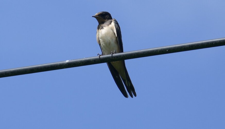 Die Rückkehr der Rauchschwalbe Foto: Naturschutzwarte der Michael Succow Stiftung