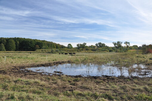 Wasserbüffelhaltung auf nassen Moorflächen der Sernitz (Foto: B. Herold)
