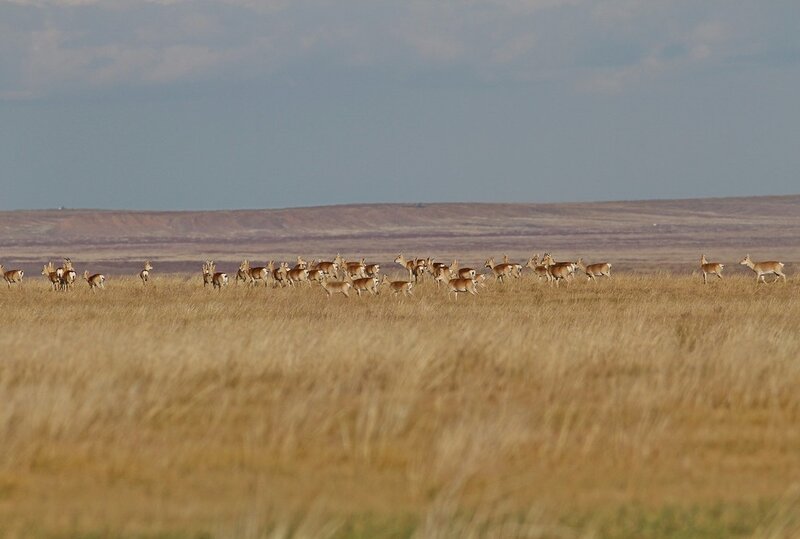 Mongolian Gazelles (c) Gankhuyag Purev-Ochir