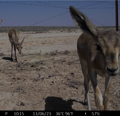 Gazellen durchqueren einen angepassten wildtierfreundlichen Grenzzaun aus Stacheldraht © BRCC 