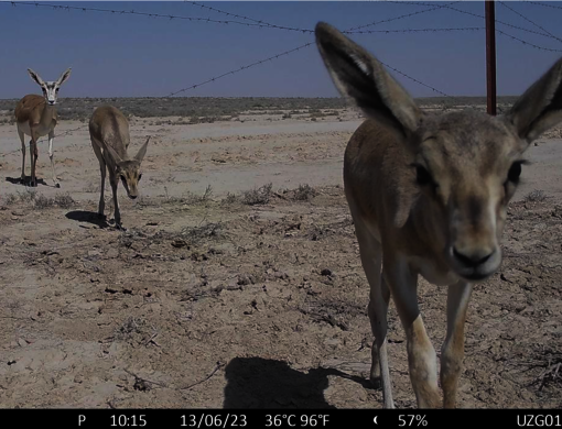 Aufnahme einer Wildtierkamera: Gazellen durchqueren einen angepassten wildtierfreundlichen Grenzzaun aus Stacheldraht © BRCC