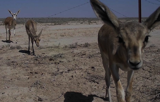 Aufnahme einer Wildtierkamera: Gazellen durchqueren einen angepassten wildtierfreundlichen Grenzzaun aus Stacheldraht © BRCC