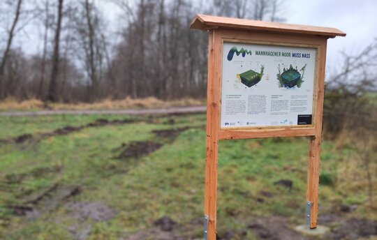 Die neue Informationstafel im Mannhagener Moor erklärt die Entwicklung des Moores und warum Moor nass sein muss.