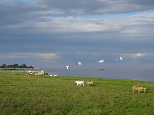 Die Insel Koos im Sommer Foto: Michael Succow Stiftung